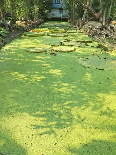 Suan Malai Victoria Water Lily Agrotourism