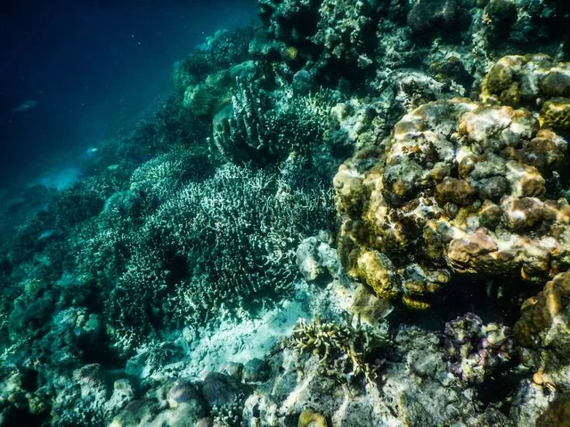 Malwawey Coral Garden