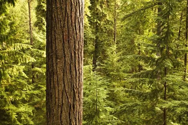 Cathedral Pines County Park