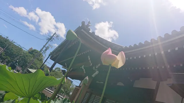 photo-1