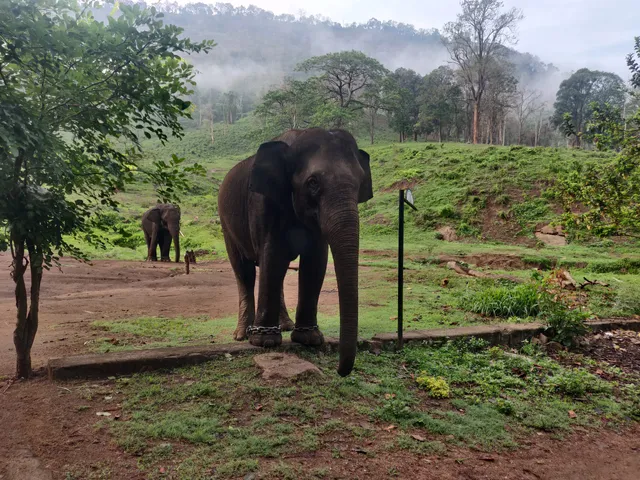 Topslip Anamalai Tiger Reserve