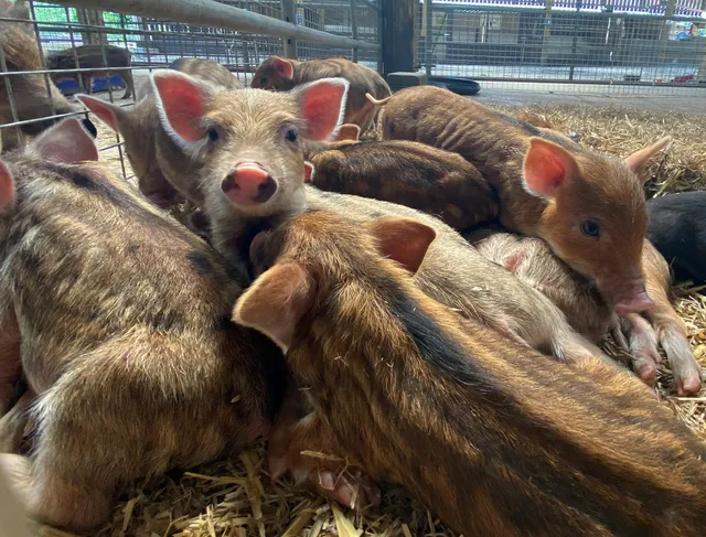 Bowland Wild Boar Park