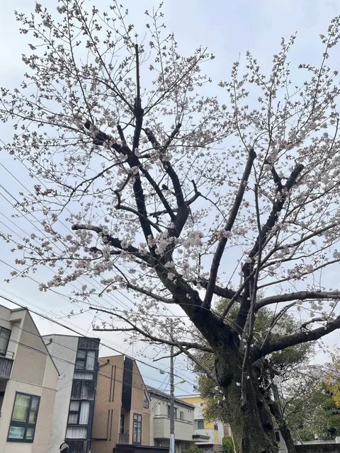Setagaya Castle Site Park