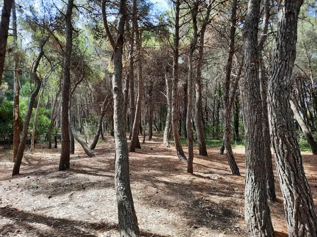 Pineta di Campomarino