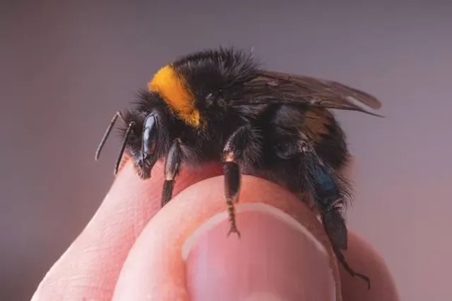 Flying Panda Theme Park