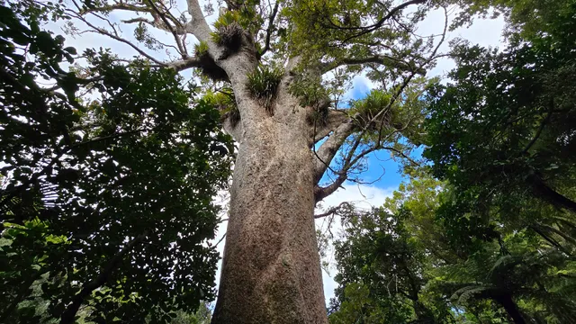 Big Kauri Tree