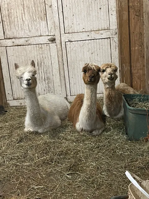 Our Fathers Farm (Alpacas)