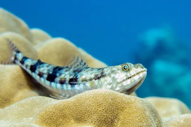 Nijino Mori Park Aquarium