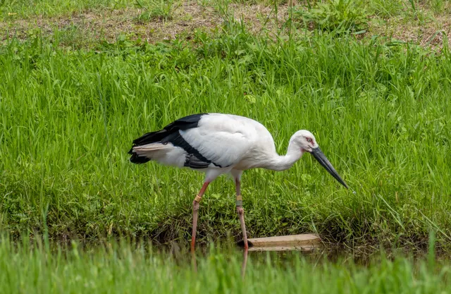 Toyooka Municipal Museum of the Oriental White Stork
