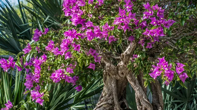 Heathcote Botanical Gardens