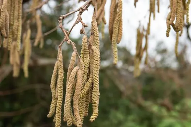 Bauru Municipal Botanical Garden