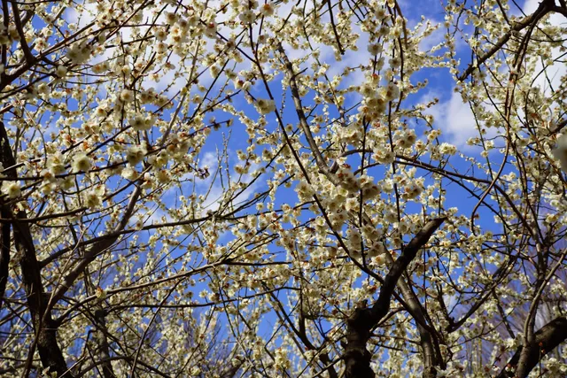 Akatsuka Tameike Park