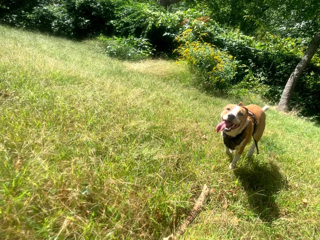 Edgewood Park Dog Park