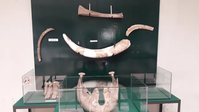 Museum of Man Tepexpan