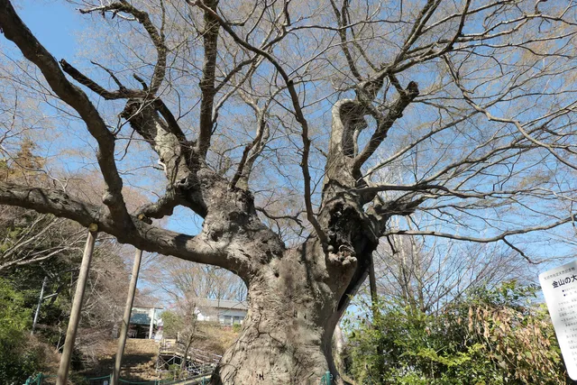 Grand Zelcova of Kanayama