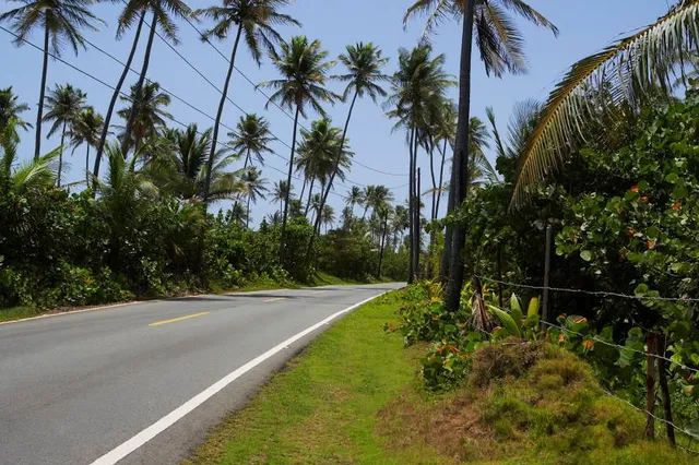 Bosque Estatal de Piñones