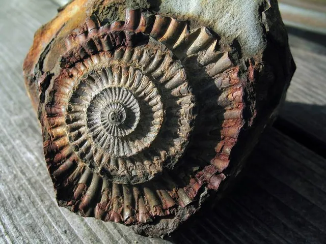 Muschelmuseum Hooksiel