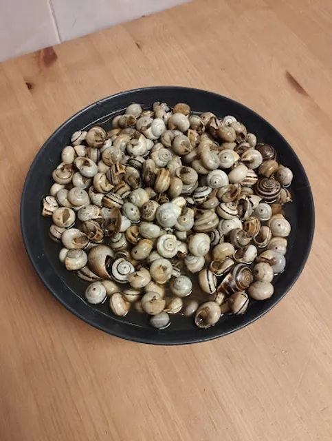 O Dias dos Caracóis