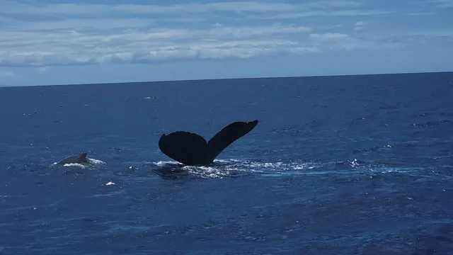 Captain Dan McSweeney's Whale Watching Adventures