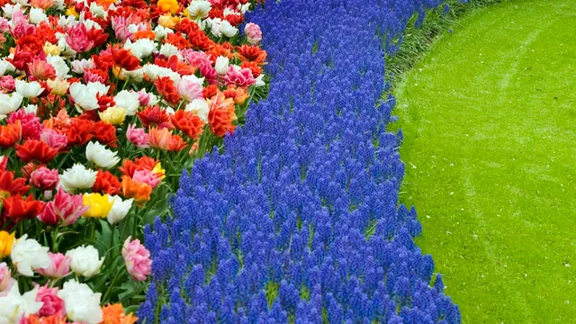 DUTCH-BULBS.COM - Flower Bulbs from Holland