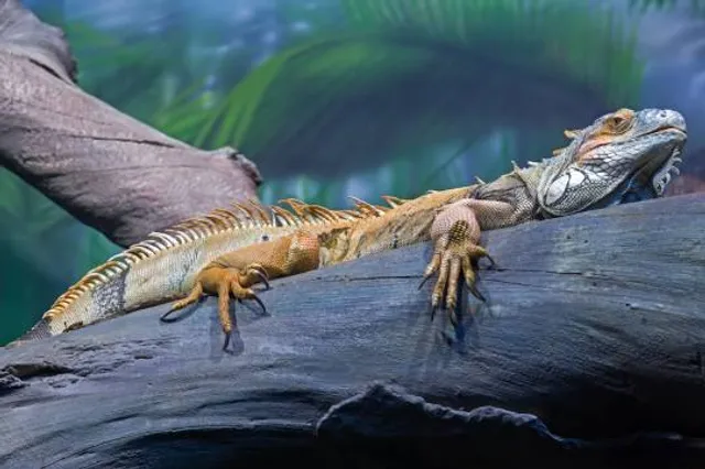 Reptiles Zoo Forchtenstein