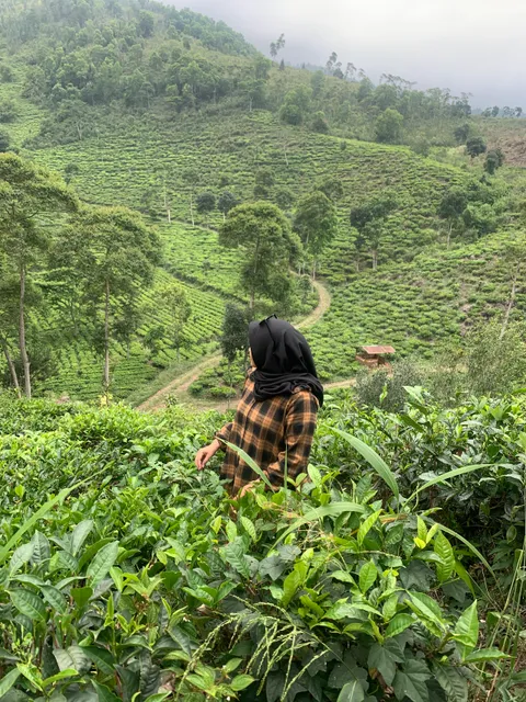 Jamus Tea Plantation