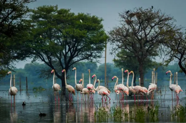 Flamingo Wildlife Habitat