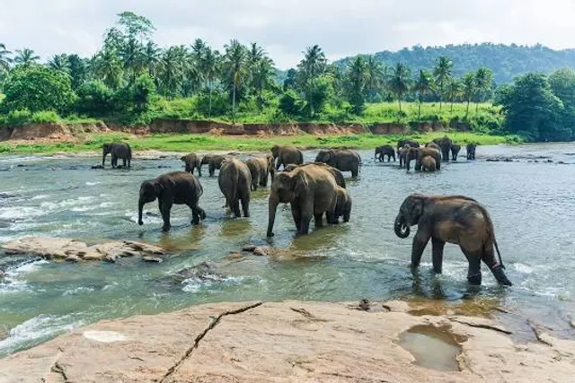 Pinnawala Elephant Orphanage