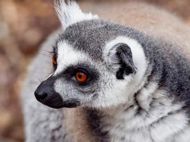 Animal Adventures Family Zoo & Rescue Center