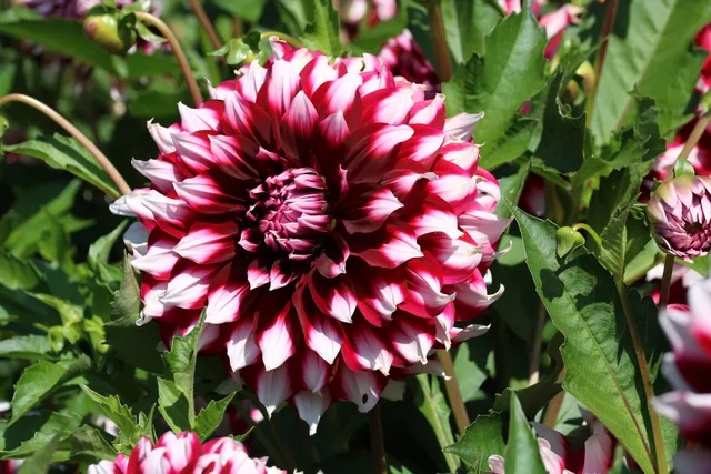 Dahliengarten - Insel Mainau