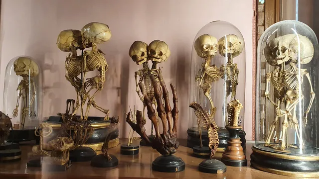 MUSA - Museo Universitario delle Scienze e delle Arti