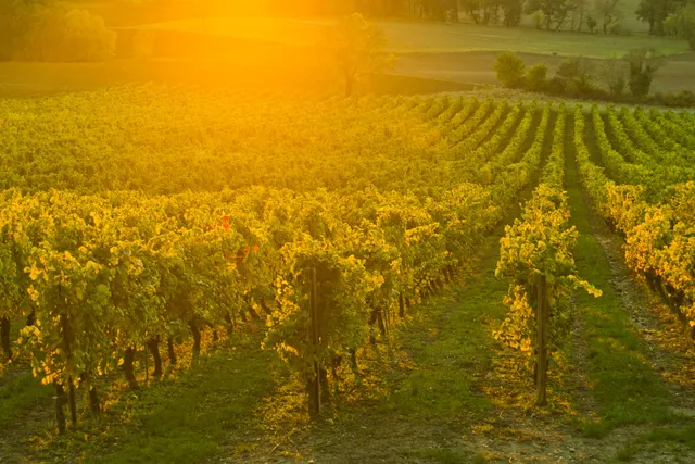 Famille Balaran - Domaine d'Escausses - Château l'Enclos des Roses