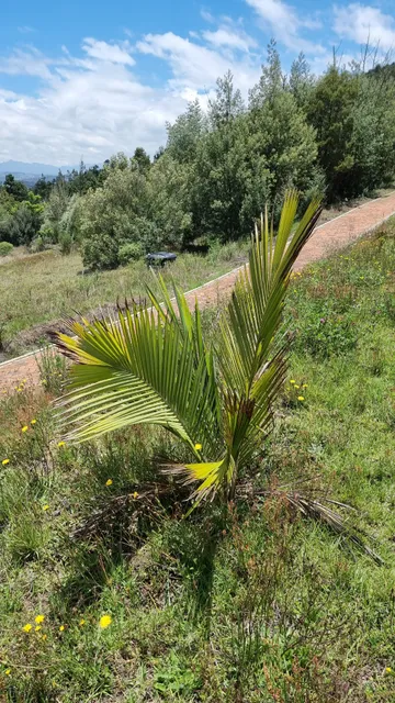 José Joaquín Camacho y Lago Gobernación de Boyaca Botanical Garden