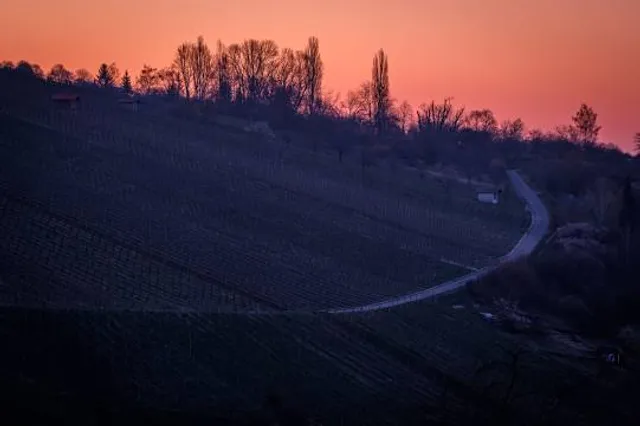 Hondsbroeksche pleij