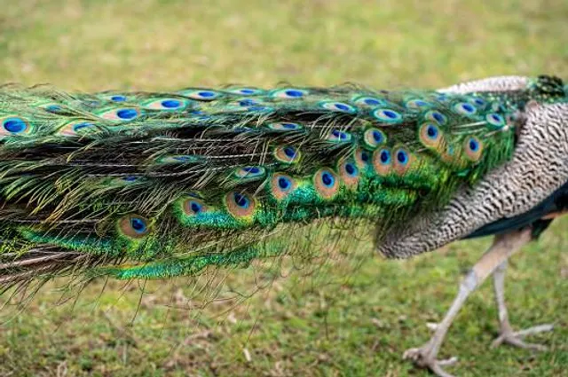 Viralimalai Peacock Sanctuary