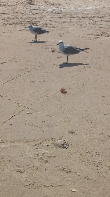 Beach Accesss #9 Bluewater Circle