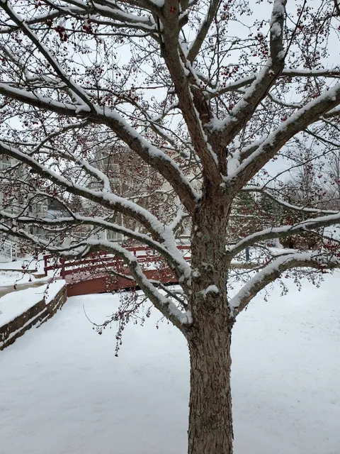 Oak n' Spruce Village