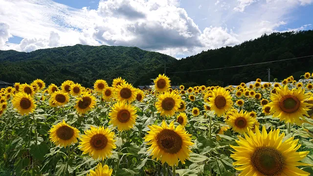 Sun Flower Field