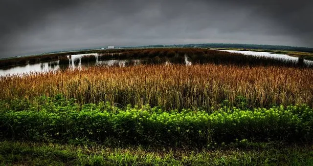 John Bunker Sands Wetland Center