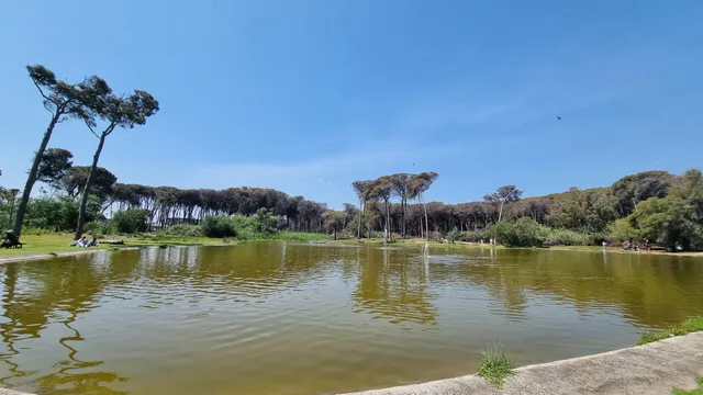 Boschetto della Plaia