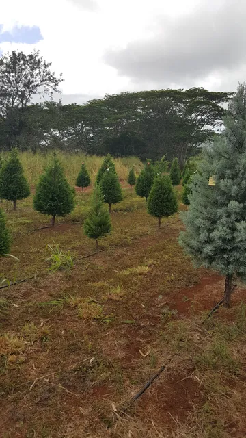 Whitmore Community Park