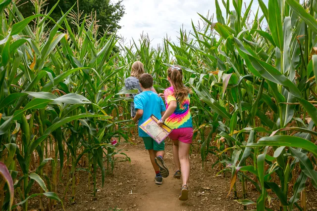 Millets Maize Maze