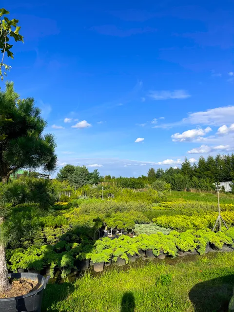 Tomo Pankos medelynas