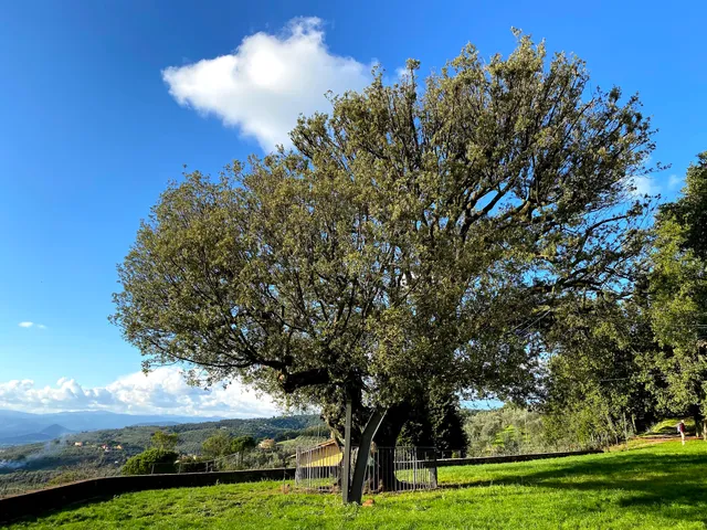 Il Leccio di Faltognano
