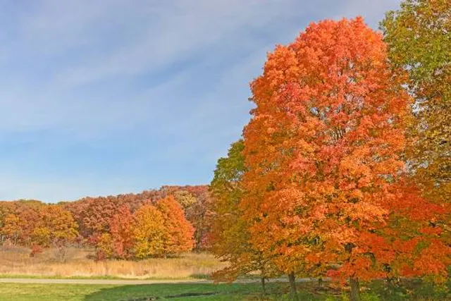 The Morton Arboretum