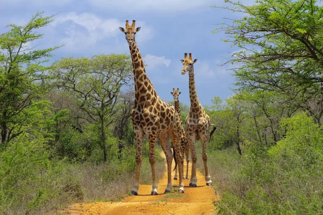 MANAVHELA NATURE RESERVE