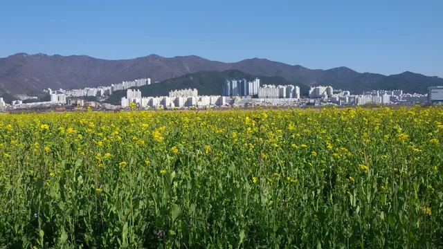 Gangseo Nakdonggang Bridge