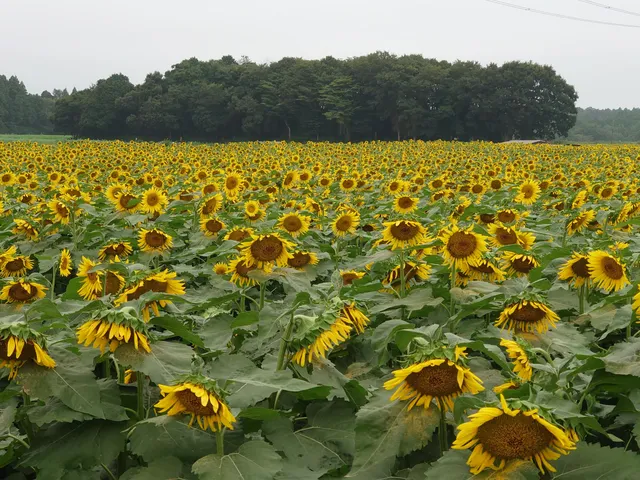 A sunflower field.(A sunflower festival in Naka.)
