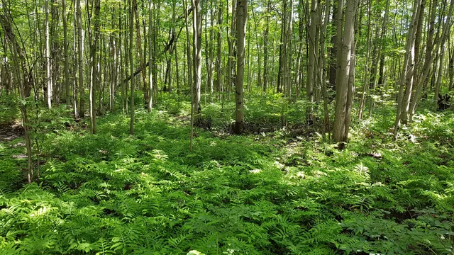 Micromusée du Plan Bouchard