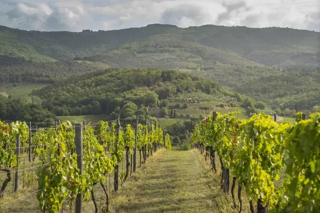 Conti Capponi - Villa Calcinaia (Winery & Accommodation)